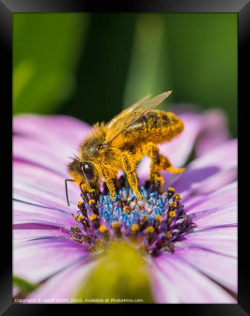 Honey Bee pollinating flowers Framed Print by Geoff Smith