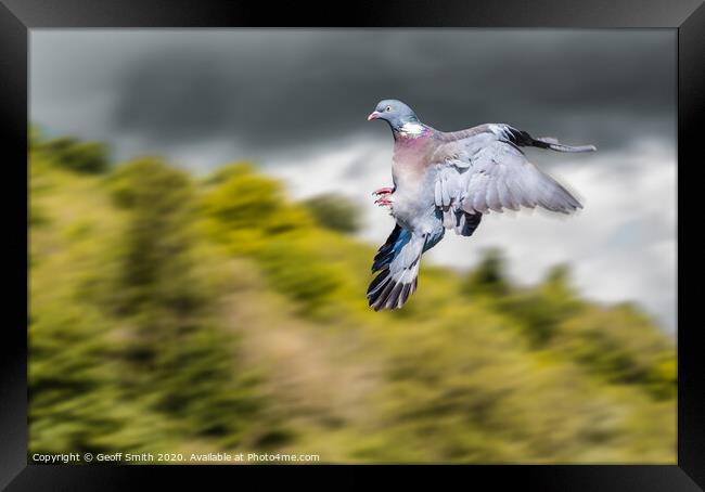Dramatic Wood Pigeon Flying Framed Print by Geoff Smith