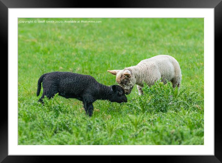 Black and white lambs making friends Framed Mounted Print by Geoff Smith