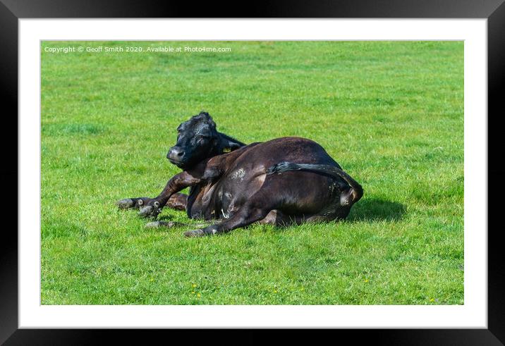 Cow laying in a field Framed Mounted Print by Geoff Smith