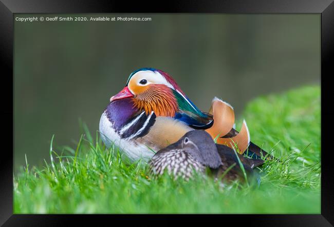 Mandarin Duck resting by water Framed Print by Geoff Smith