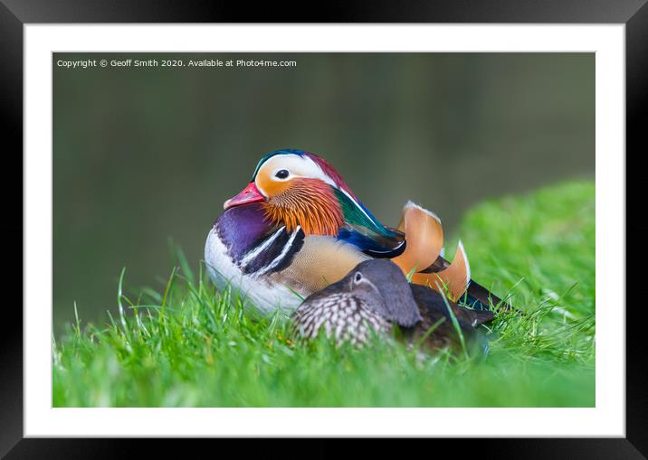 Mandarin Duck resting by water Framed Mounted Print by Geoff Smith