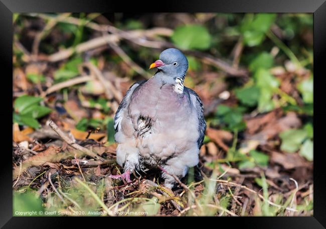 Wood Pigeon with funny face Framed Print by Geoff Smith