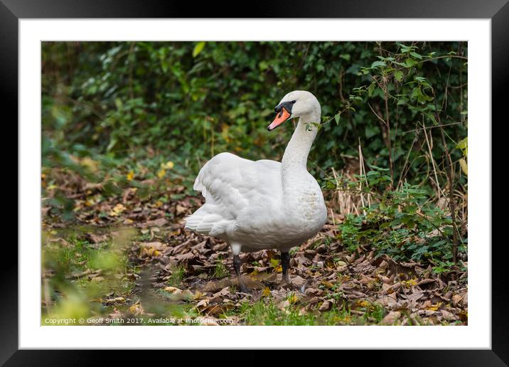 Mute Swan Standing Framed Mounted Print by Geoff Smith