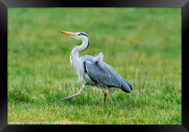 Grey Heron Walking Framed Print by Geoff Smith