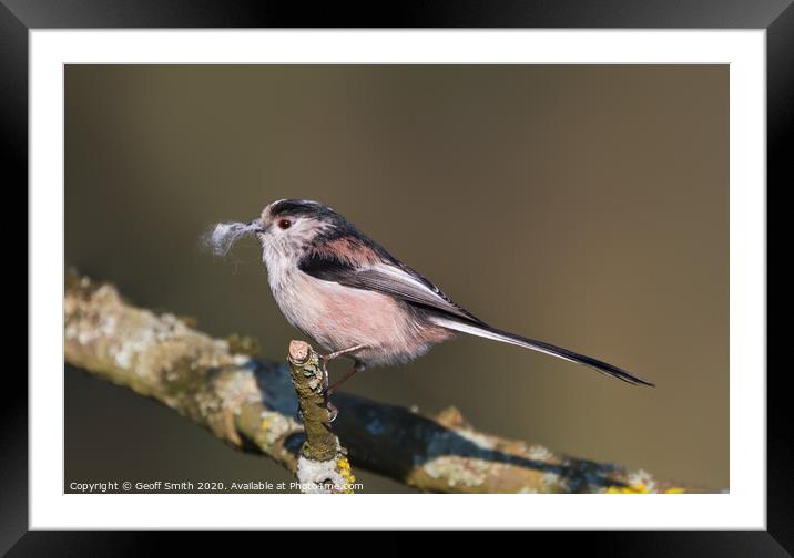 Long Tailed Tit in Winter Framed Mounted Print by Geoff Smith
