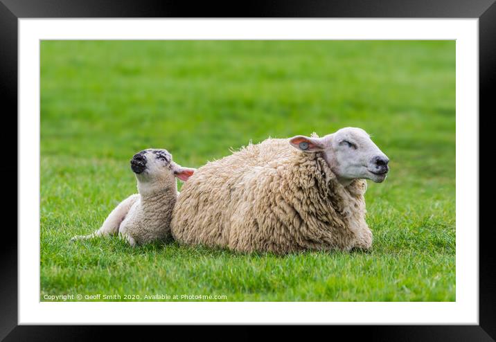 Cute Sheep and Lamb Resting Framed Mounted Print by Geoff Smith