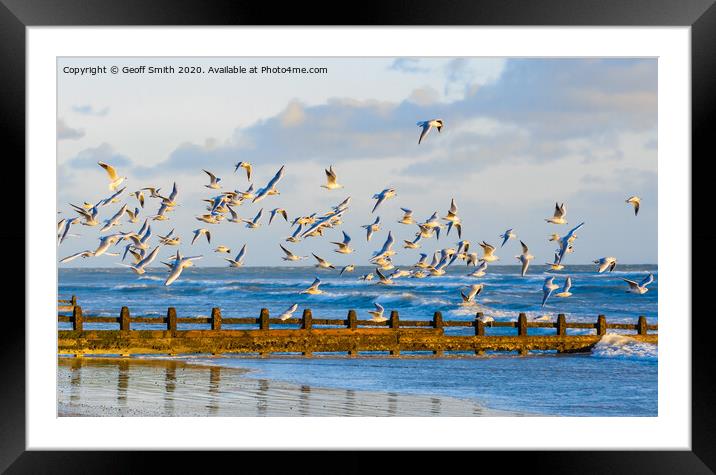 Flock of gulls in flight Framed Mounted Print by Geoff Smith