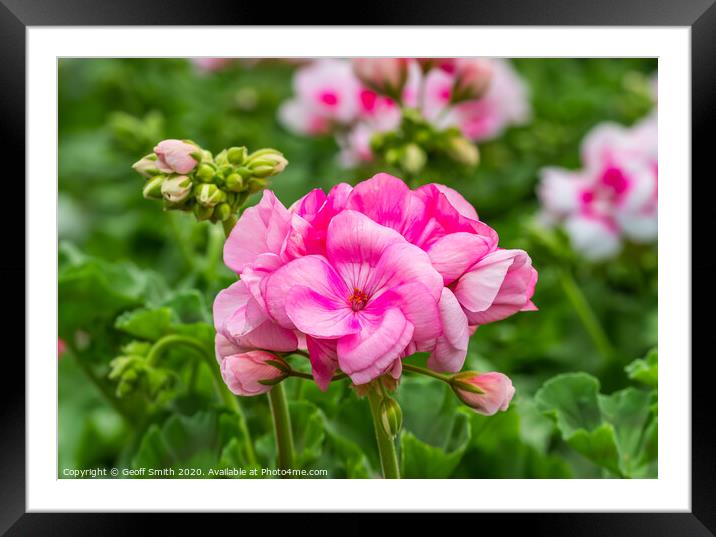 Pink Zonal Geranium Framed Mounted Print by Geoff Smith