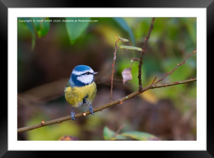Blue Tit in Autumn Framed Mounted Print by Geoff Smith