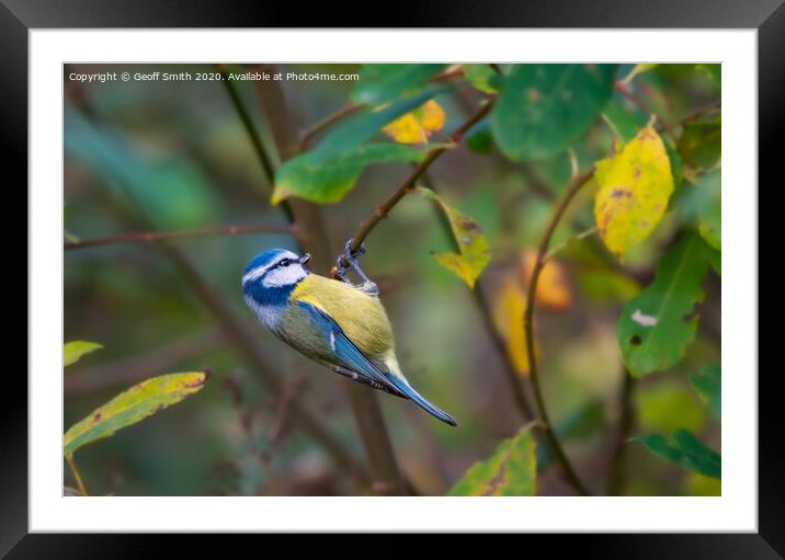 Blue Tit Hanging Around Framed Mounted Print by Geoff Smith