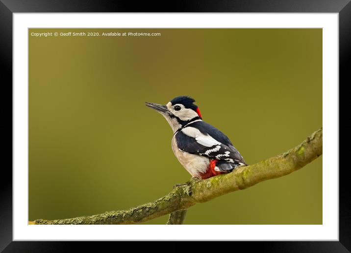 Great Spotted Woodpecker Framed Mounted Print by Geoff Smith