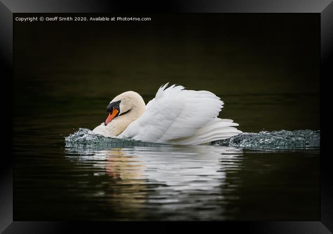 Swan on a Mission Framed Print by Geoff Smith