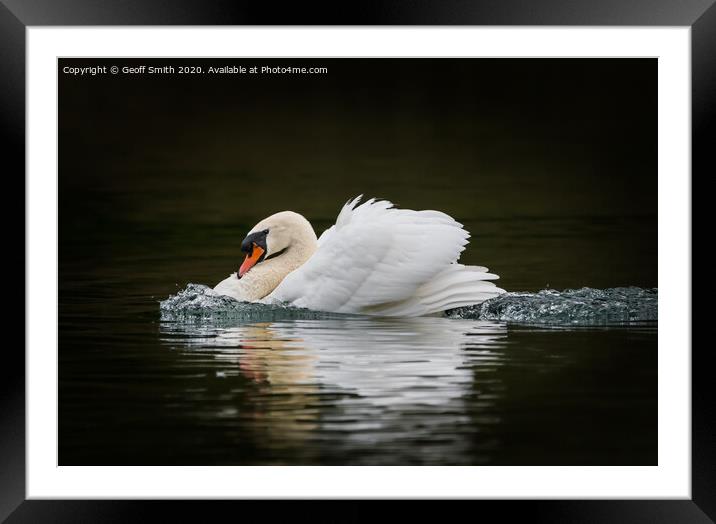 Swan on a Mission Framed Mounted Print by Geoff Smith