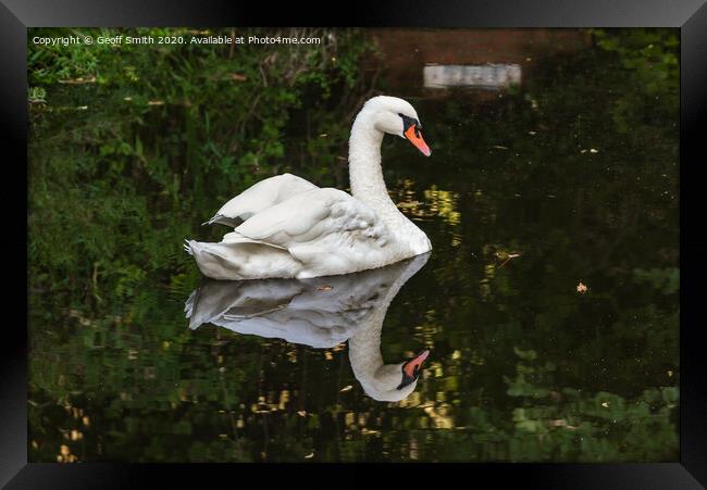 Swan Reflecting in Water Framed Print by Geoff Smith