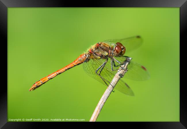 Common Darter Dragonfly Framed Print by Geoff Smith