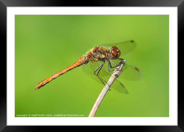 Common Darter Dragonfly Framed Mounted Print by Geoff Smith