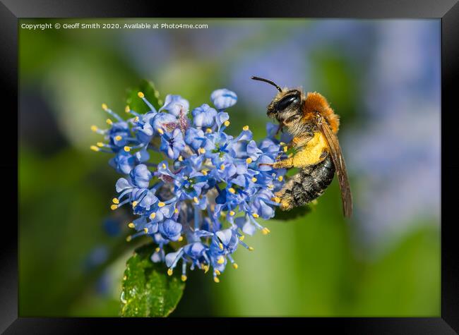 Early Mining Bee Pollinating Framed Print by Geoff Smith