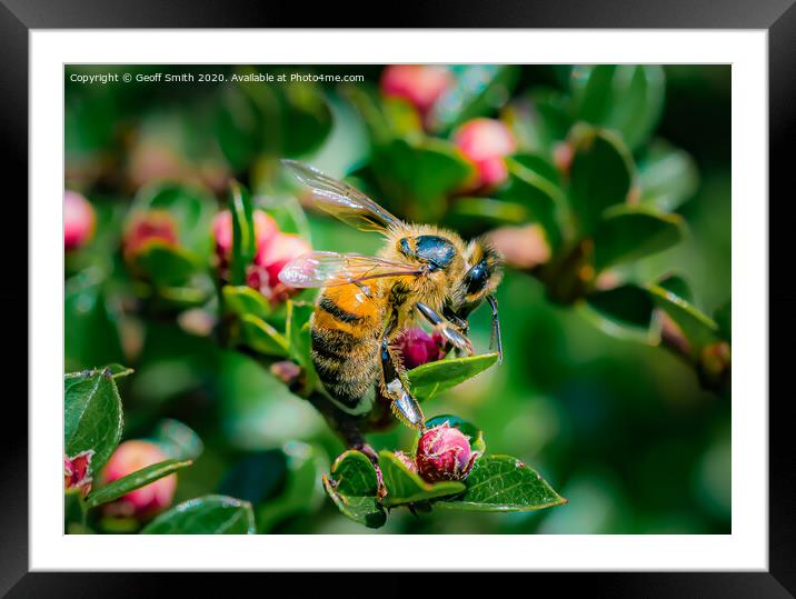 Honey Bee in Spring Framed Mounted Print by Geoff Smith