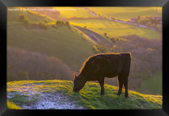 Cow Grazing in Evening Light Framed Print by Geoff Smith