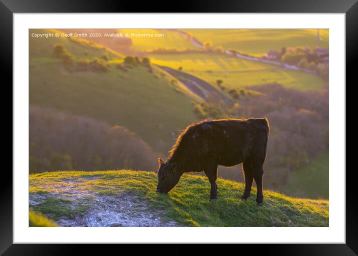 Cow Grazing in Evening Light Framed Mounted Print by Geoff Smith