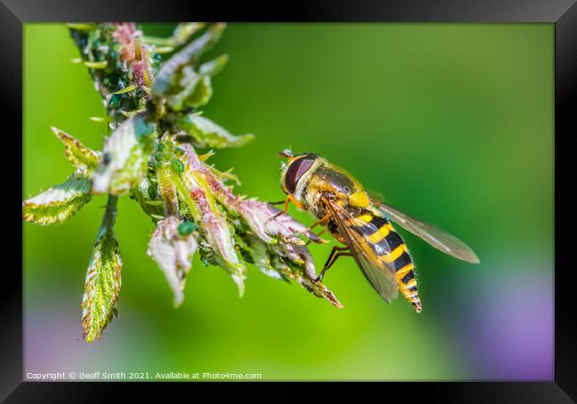 Hoverfly in Summer Framed Print by Geoff Smith