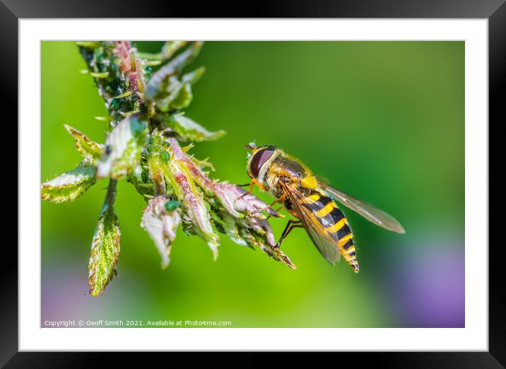 Hoverfly in Summer Framed Mounted Print by Geoff Smith