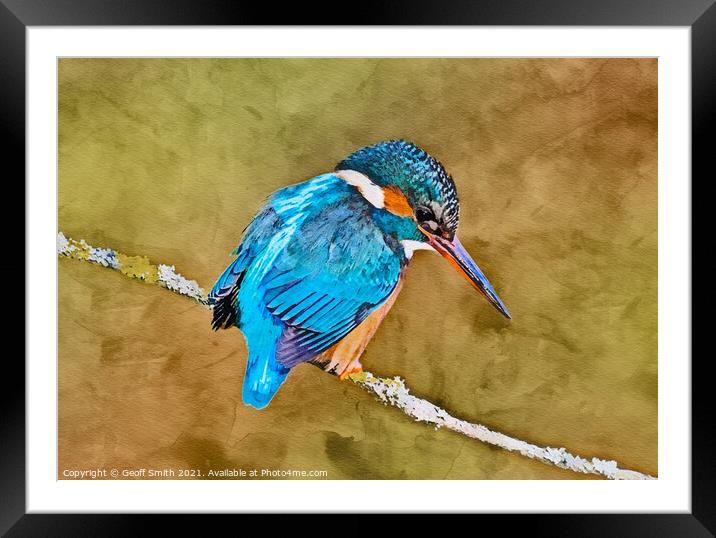 Kingfisher in Winter Painting Framed Mounted Print by Geoff Smith