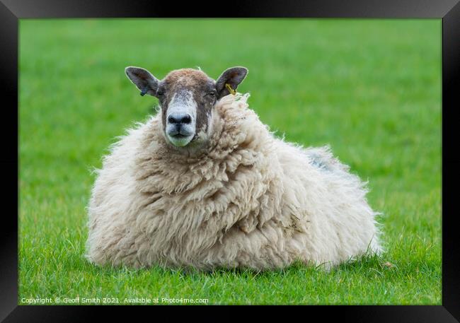 Lone sheep in a field Framed Print by Geoff Smith