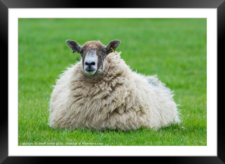 Lone sheep in a field Framed Mounted Print by Geoff Smith