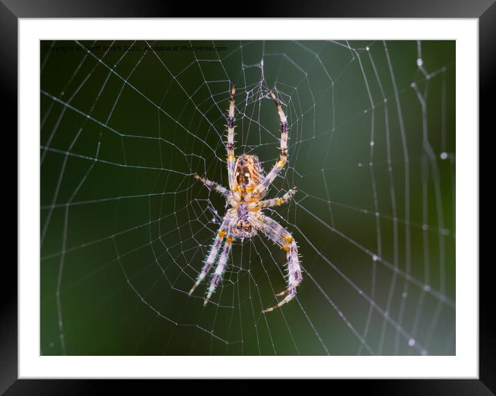 Orb Weaver Spider on a Web Framed Mounted Print by Geoff Smith
