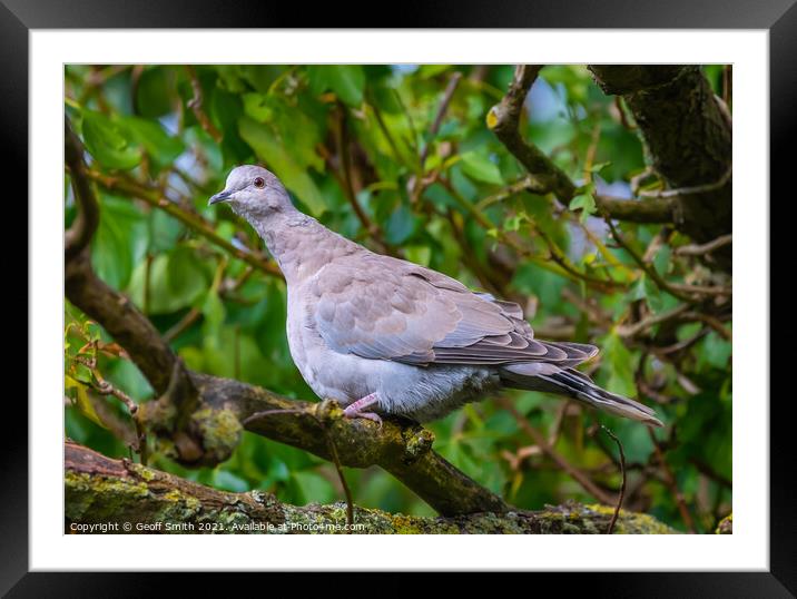Juvenile Collared Dove Framed Mounted Print by Geoff Smith