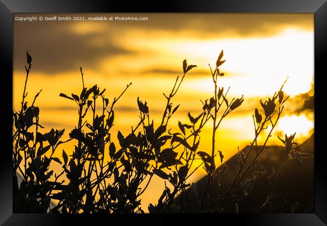 Summer Sunset with Silhouetted Leaves Framed Print by Geoff Smith