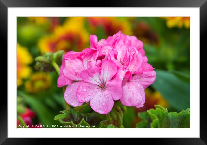 Pink Pelargonium flowers in Summer Framed Mounted Print by Geoff Smith