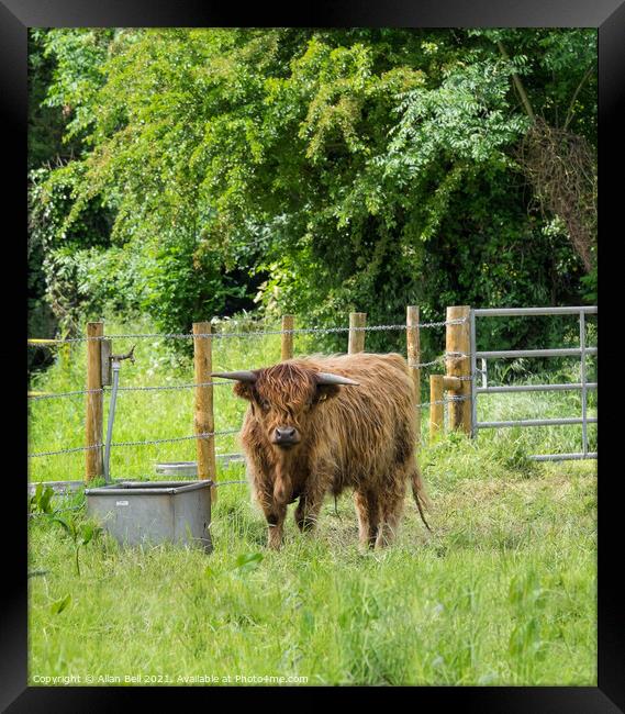 Highland Cow on Lush Green Grass Framed Print by Allan Bell