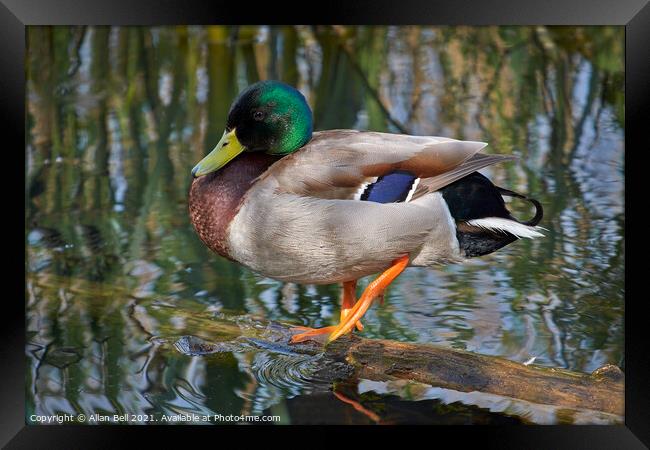 Colourful Mallard duck Resting on Log Framed Print by Allan Bell