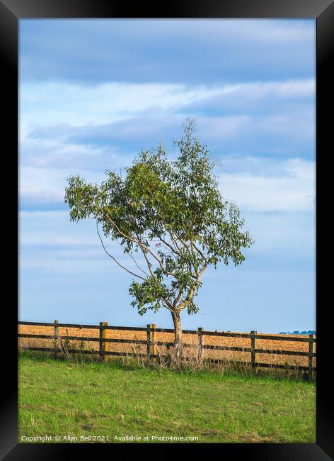 Lonely Tree Framed Print by Allan Bell