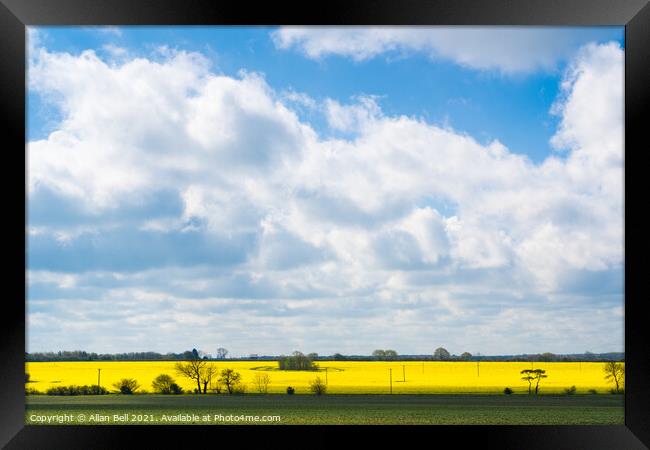 Yellow Rape Blue Sky Framed Print by Allan Bell