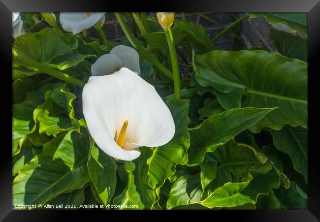 White Arum Lily Framed Print by Allan Bell