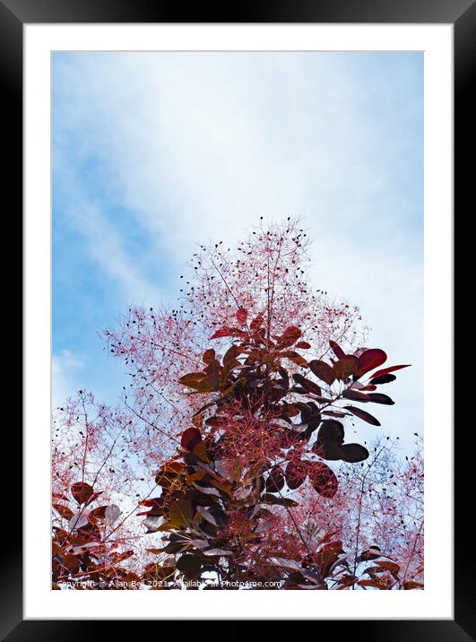 Smoke Bush Framed Mounted Print by Allan Bell