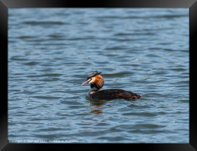 Great Crested Grebe Framed Print by Allan Bell