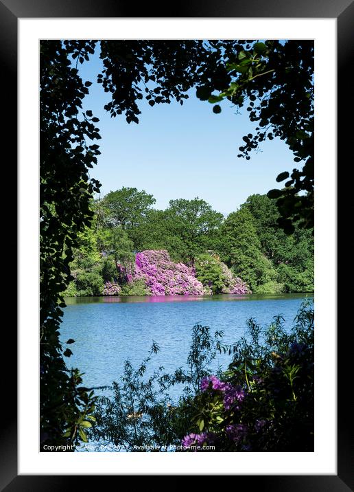 Flowering Rhododendron bushes across Lake Framed Mounted Print by Allan Bell