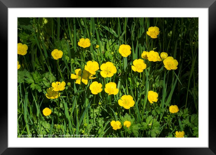 Creeping buttercup Framed Mounted Print by Allan Bell