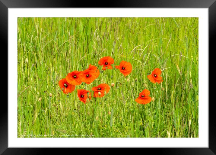 Poppies growing wild in grass meadow Framed Mounted Print by Allan Bell
