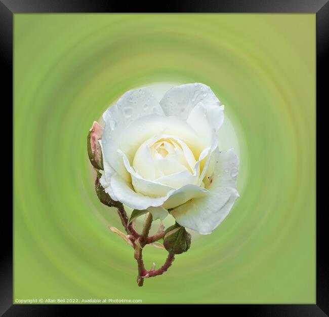 White rose Framed Print by Allan Bell