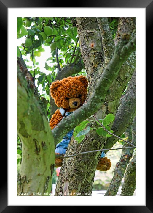 A teddy bear hanging on a tree branch Framed Mounted Print by Allan Bell