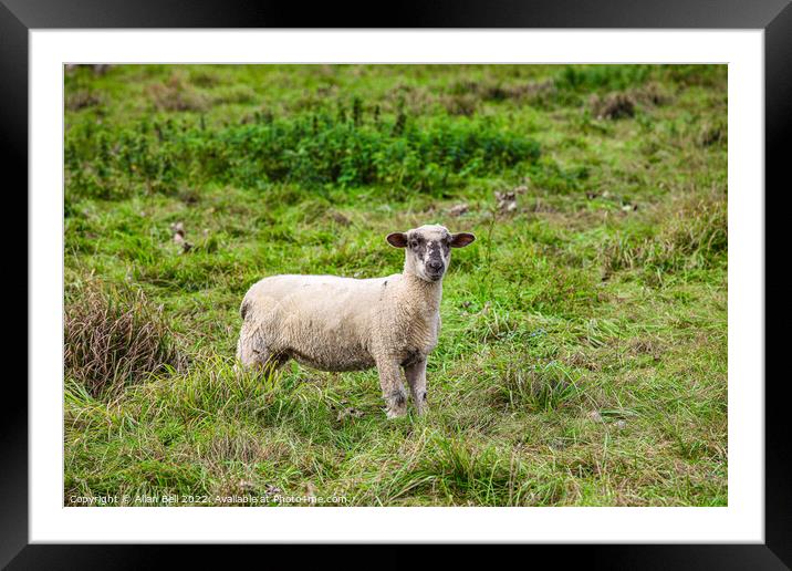 Young sheep Framed Mounted Print by Allan Bell