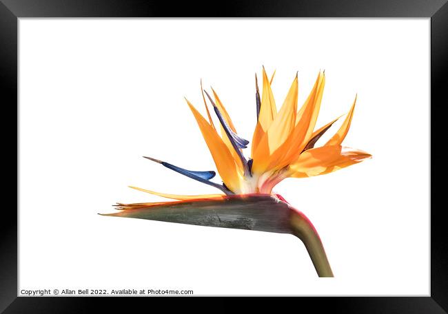 Bird of Paradise flower Framed Print by Allan Bell
