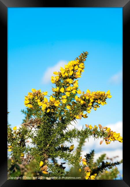 Yellow Gorse bush in flower Framed Print by Allan Bell