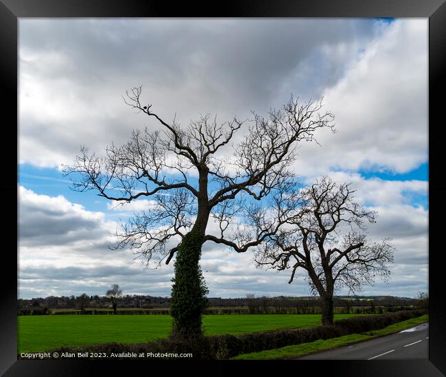 Spring trees in silhouette against sky Framed Print by Allan Bell